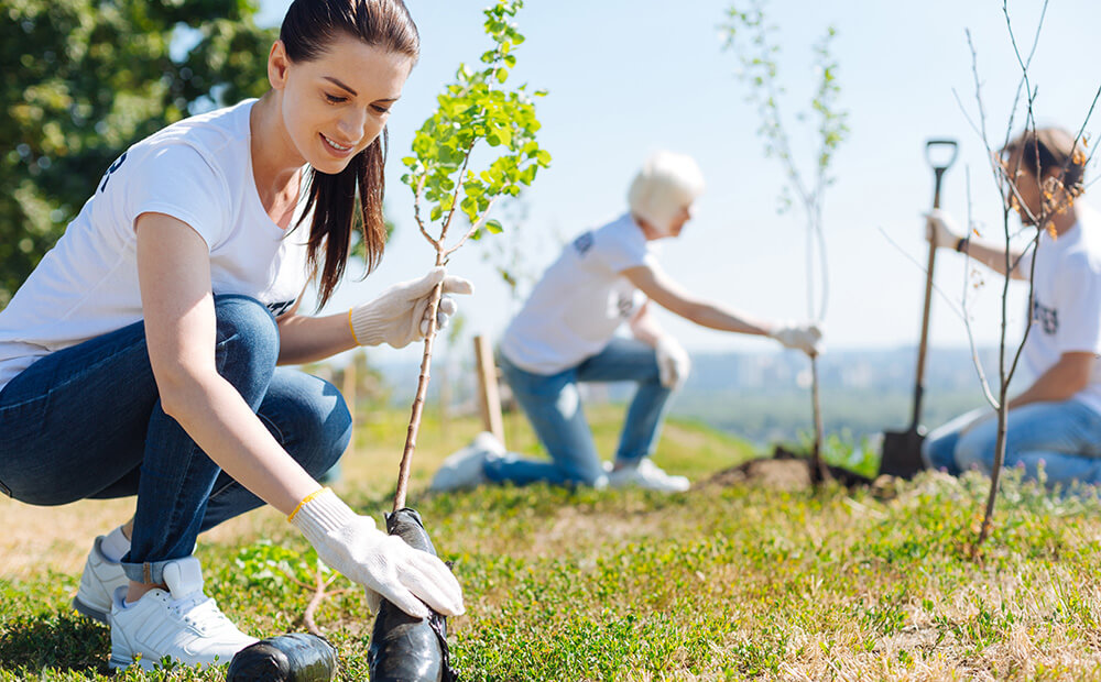 Trees for All