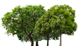 Geplante bomen