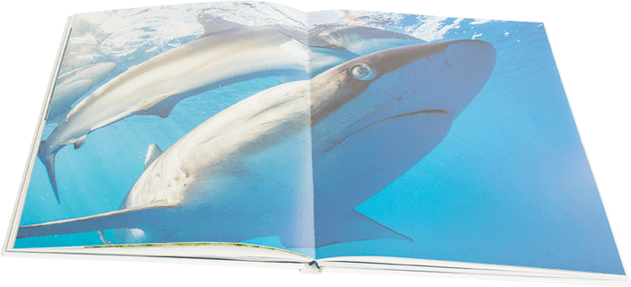 Giants of the Caribbean boek